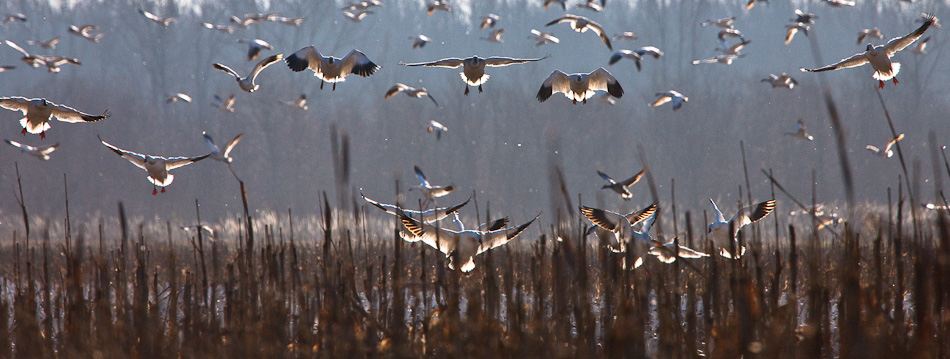 Snow Geese at Dawn